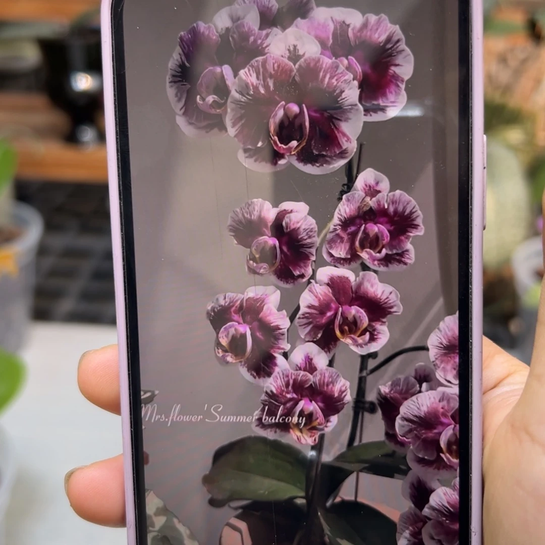 无花朵乌毒娃娃抽梗苗