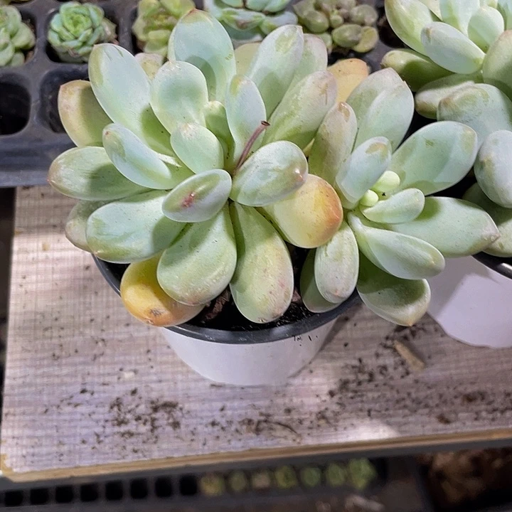 90盆大香水奶带盆土