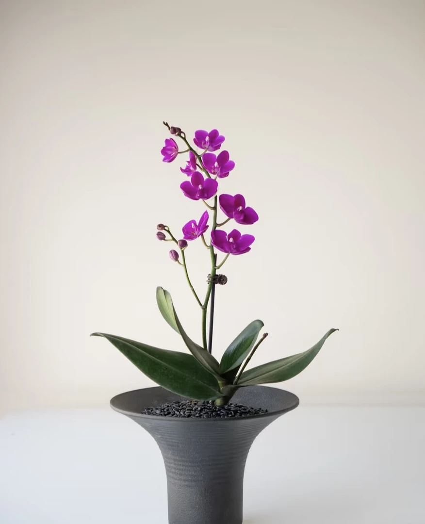 【直播一物一拍】精品蝴蝶兰盆栽室内花卉稀有品种绿植带花苞