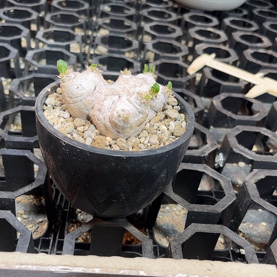 凌*264466696666669996666