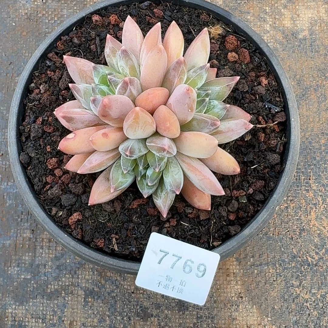 *****7769号重楼多肉。