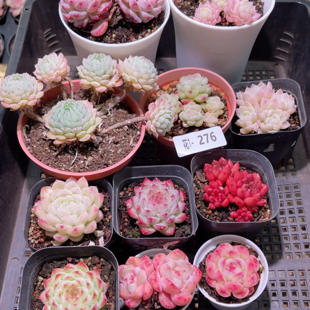 花01-276框拍11颗