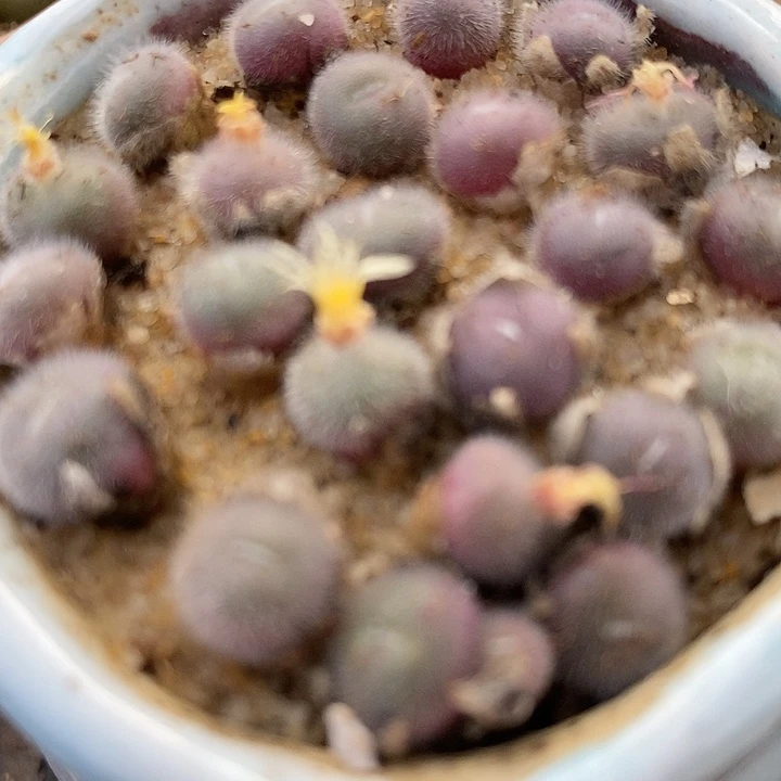 史蒂芬尼毛球一颗。