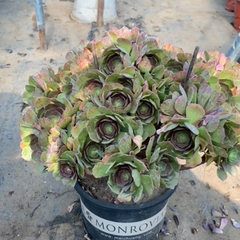 万圣节多肉植物007