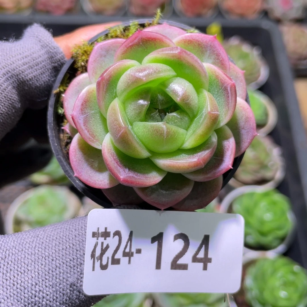 花利美24-124新品珍妮