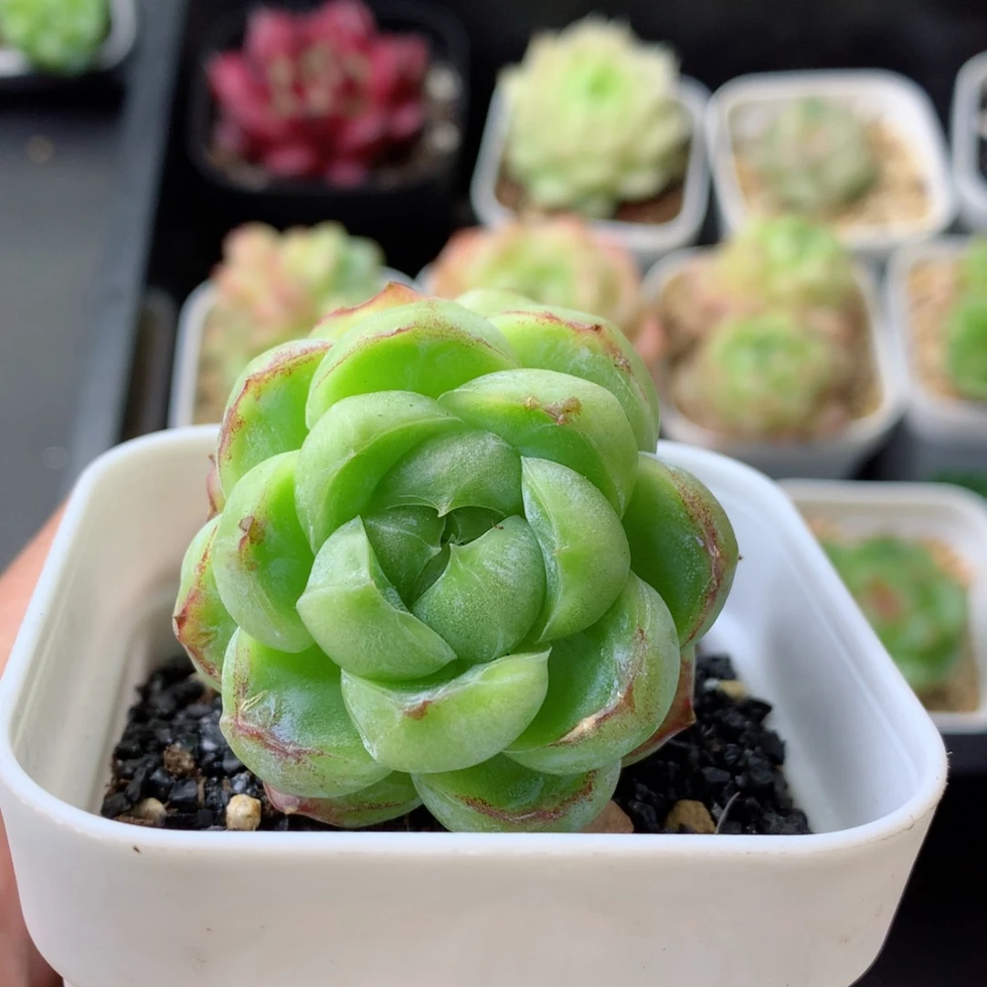 58包邮  群生不包整 14