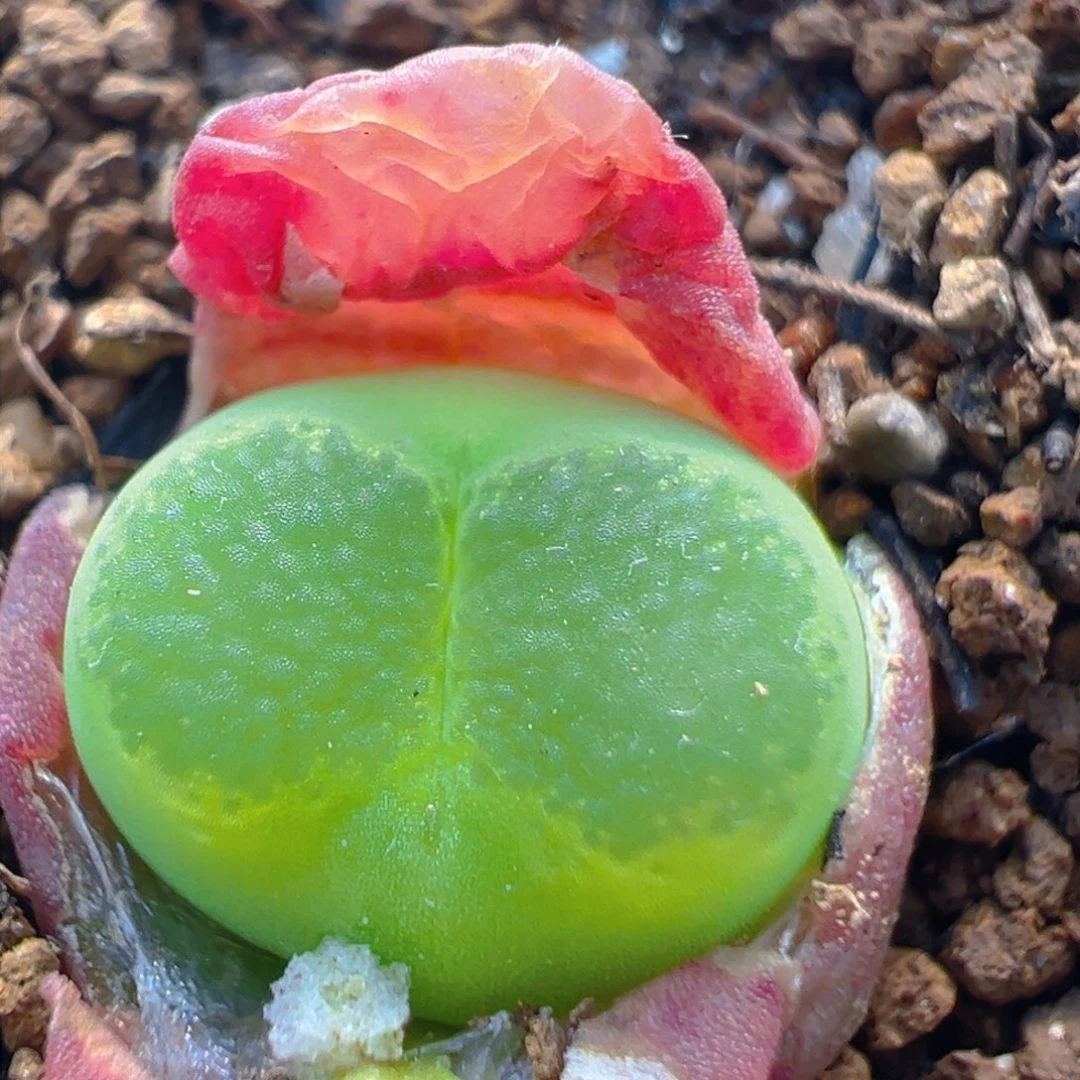 79多肉植物百科雪茄