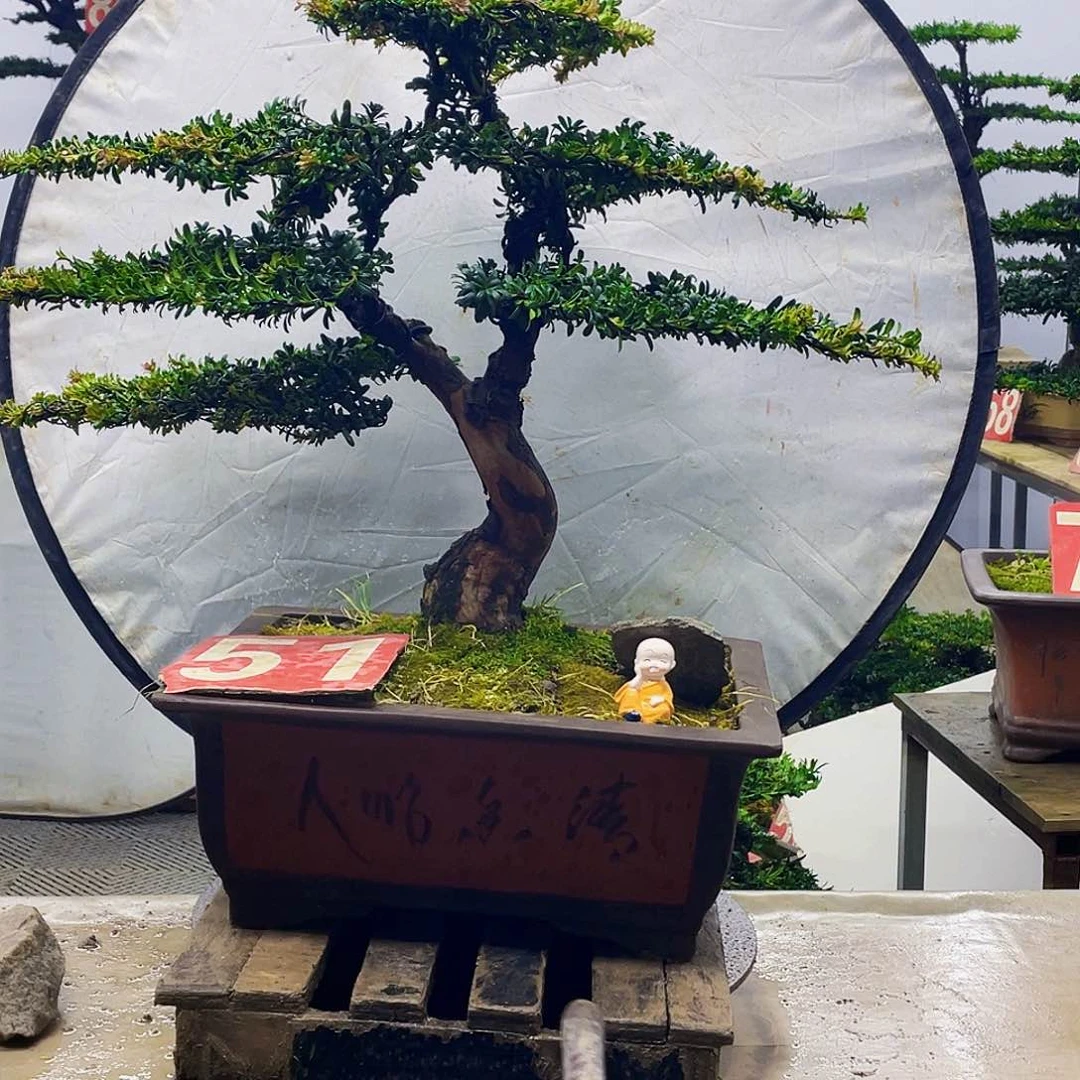 无花朵罗汉松红芽