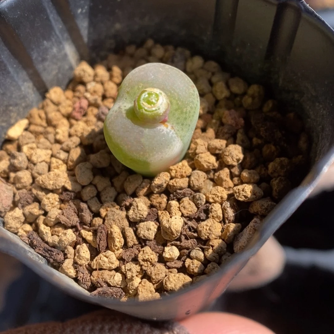 多肉植物肉锥杂交K-446