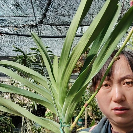 中国大陆万代兰90米