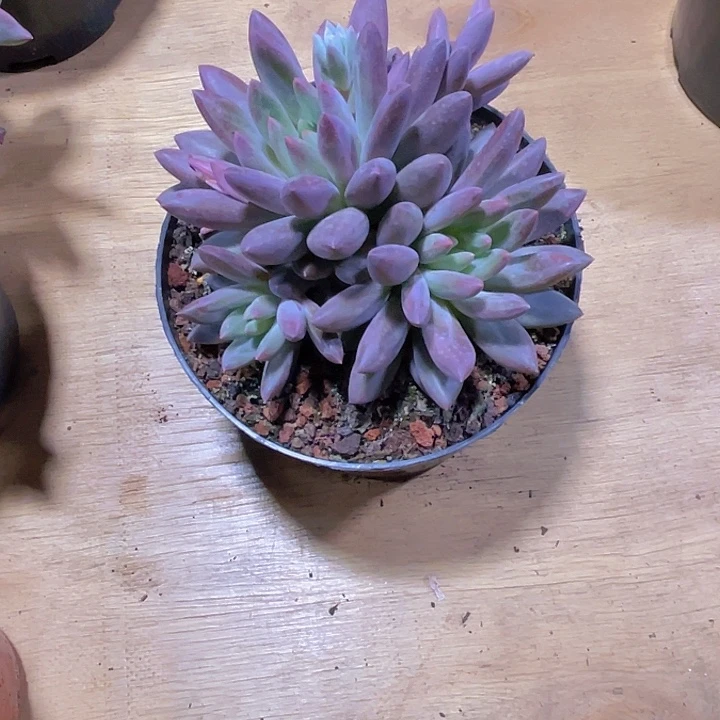 何*姨000000000000000000175