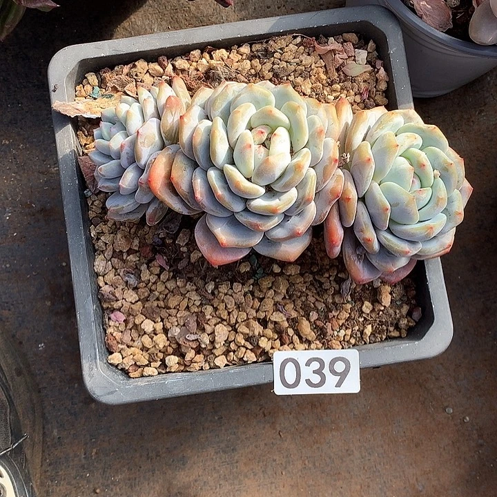 039橙子 一物一拍多肉