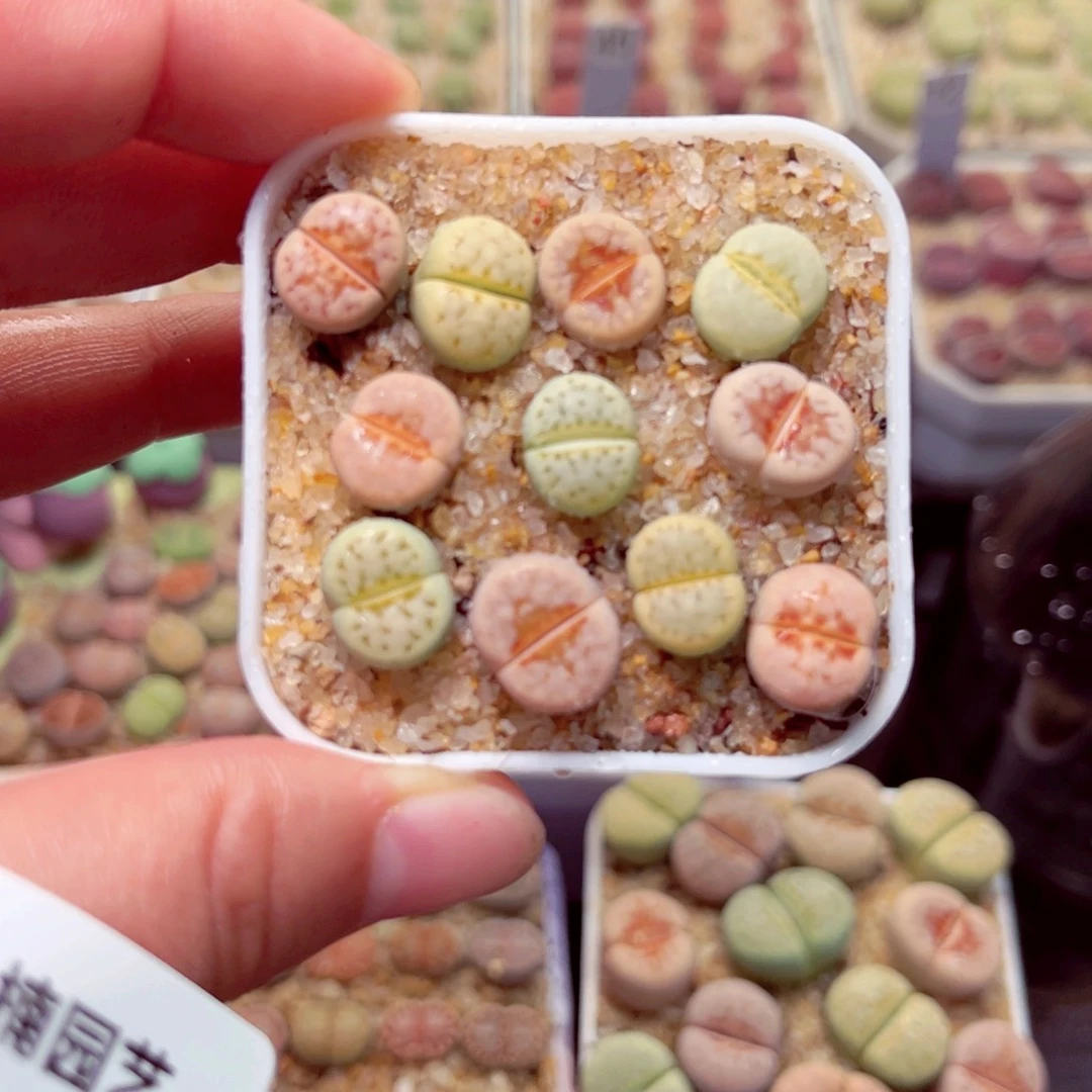 639号带盆包邮发货