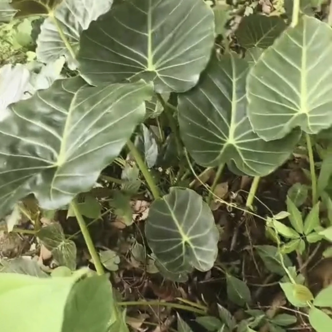 黑天鹅海芋天鹅绒竹芋室内盆栽绿植好看好养防辐射净化空气