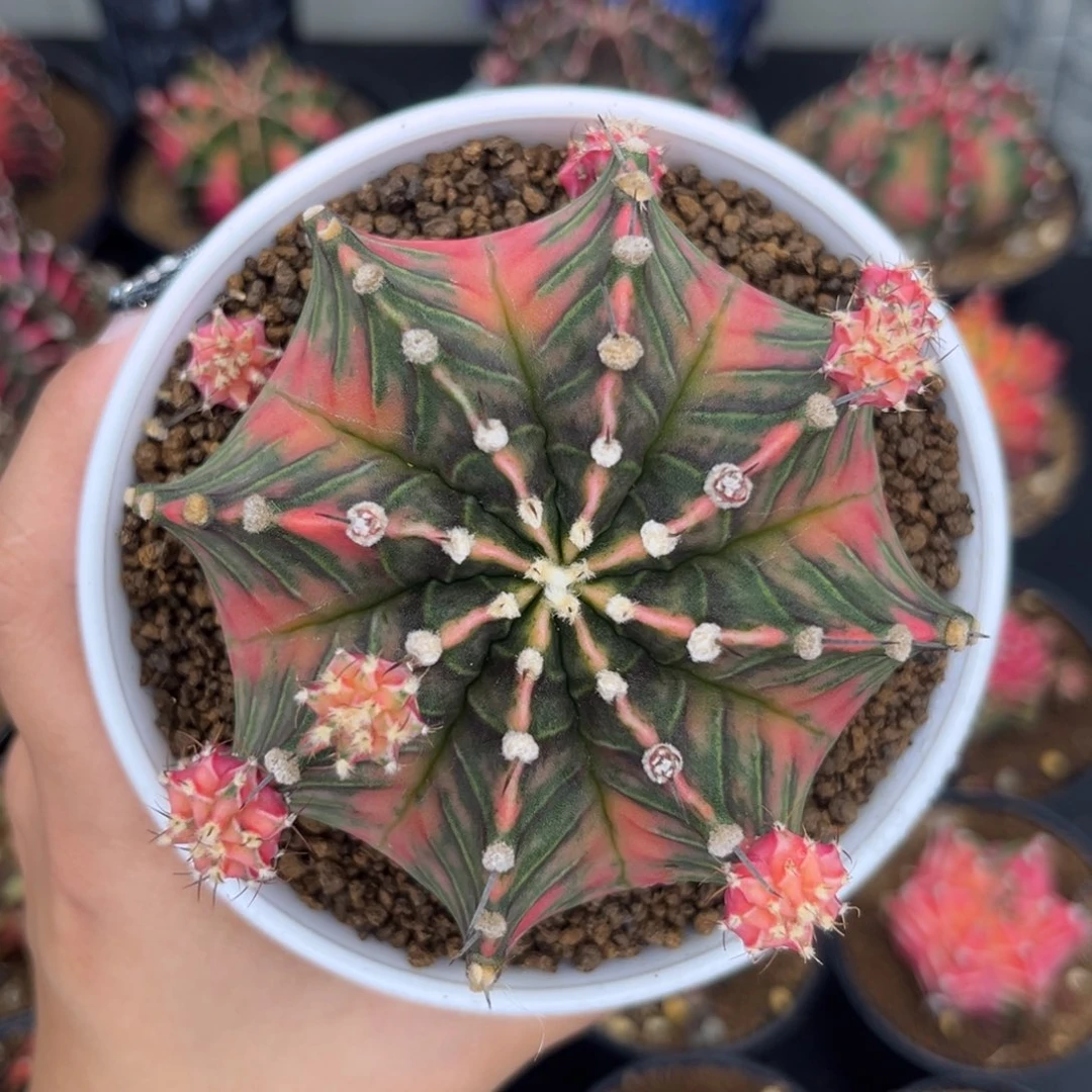 泰系大米哈锦 带盆土发货