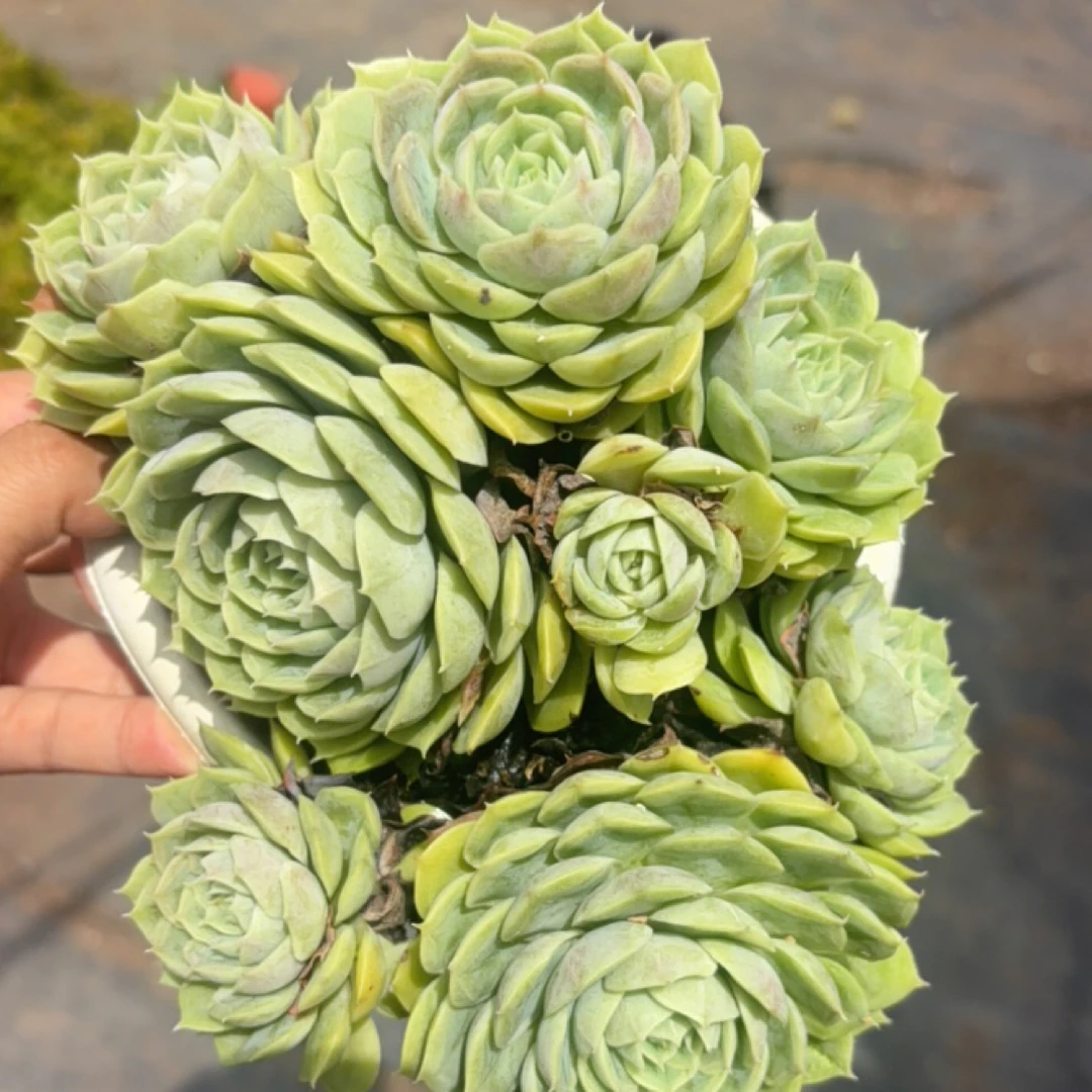 昂斯诺 多肉植物新手好养(全店满9.99包邮)
