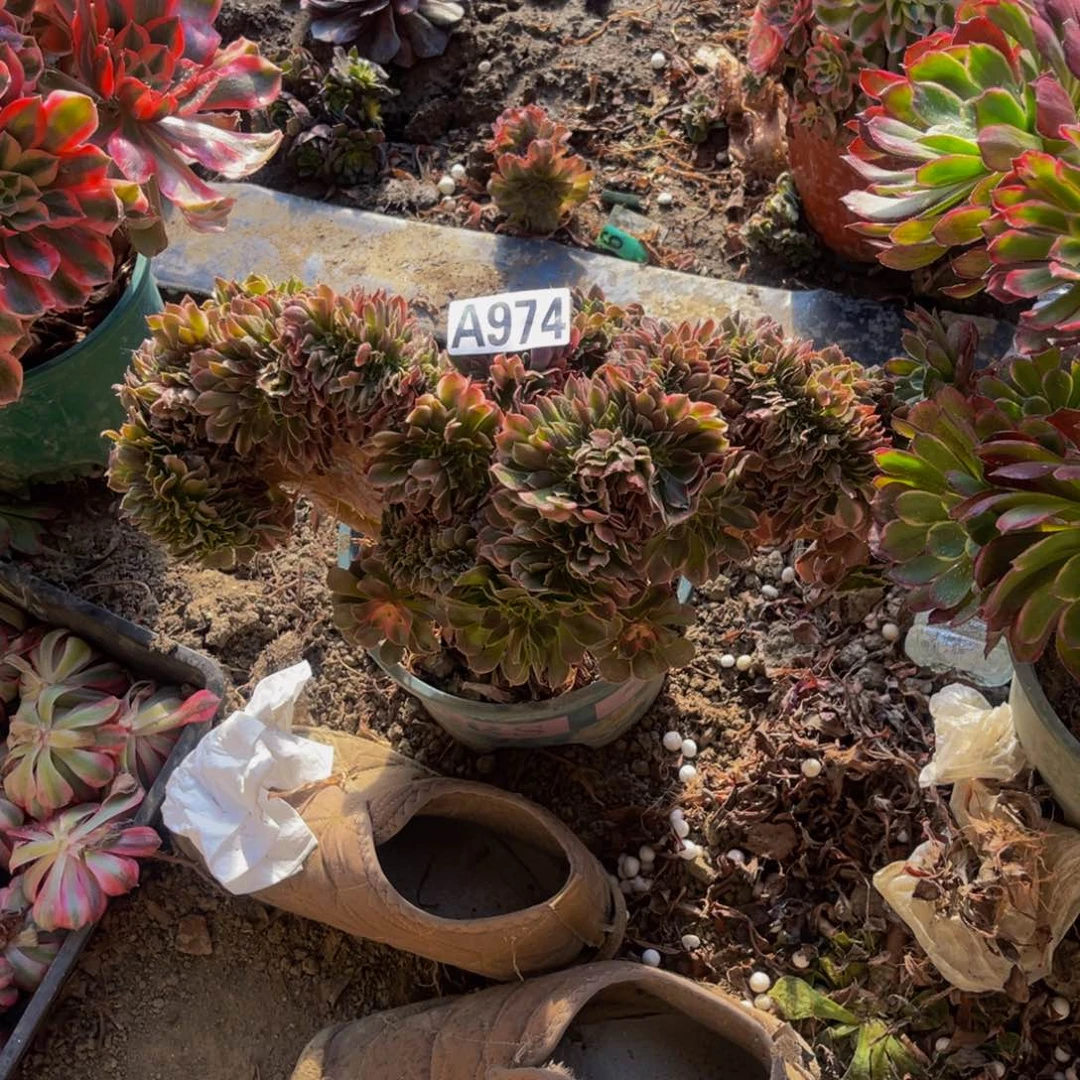 香妃法师缀化5-2¥