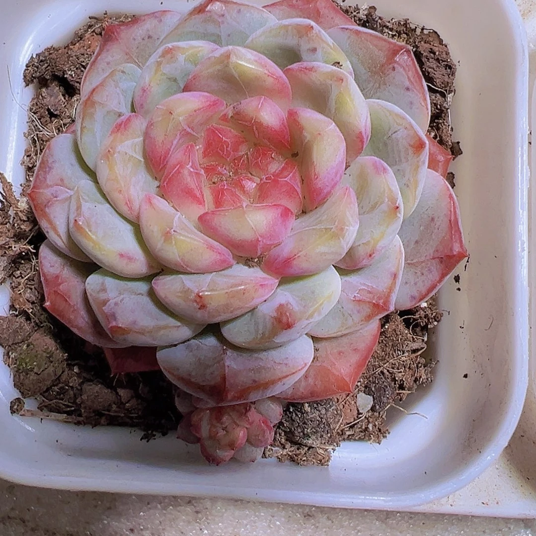 红心葡萄珍妮19包邮