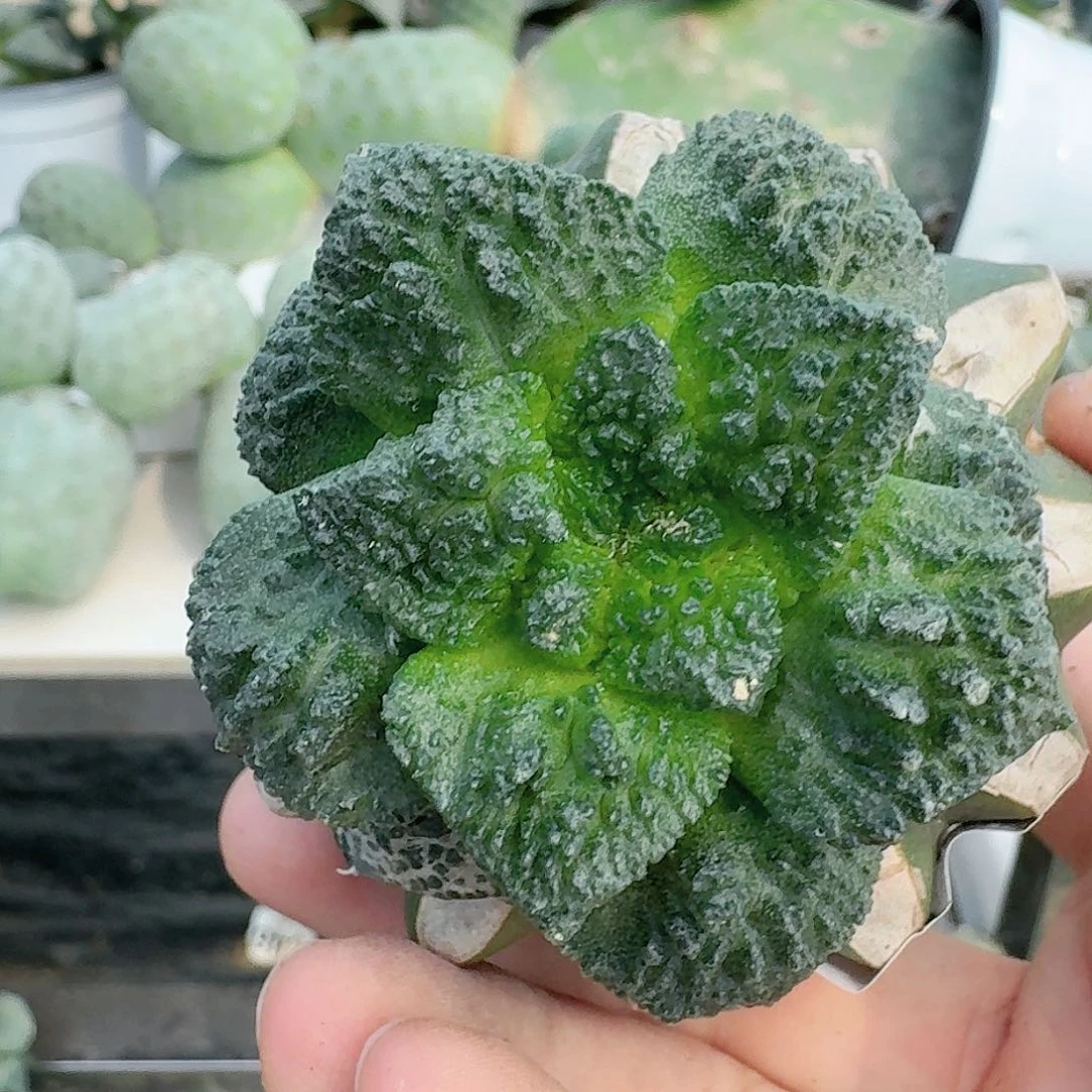 【闪购商品】无花朵小*菜花717