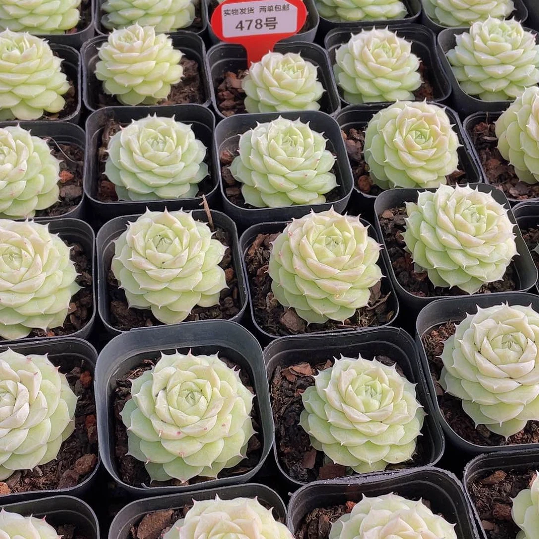 478号 山茶花麦秆单头一个