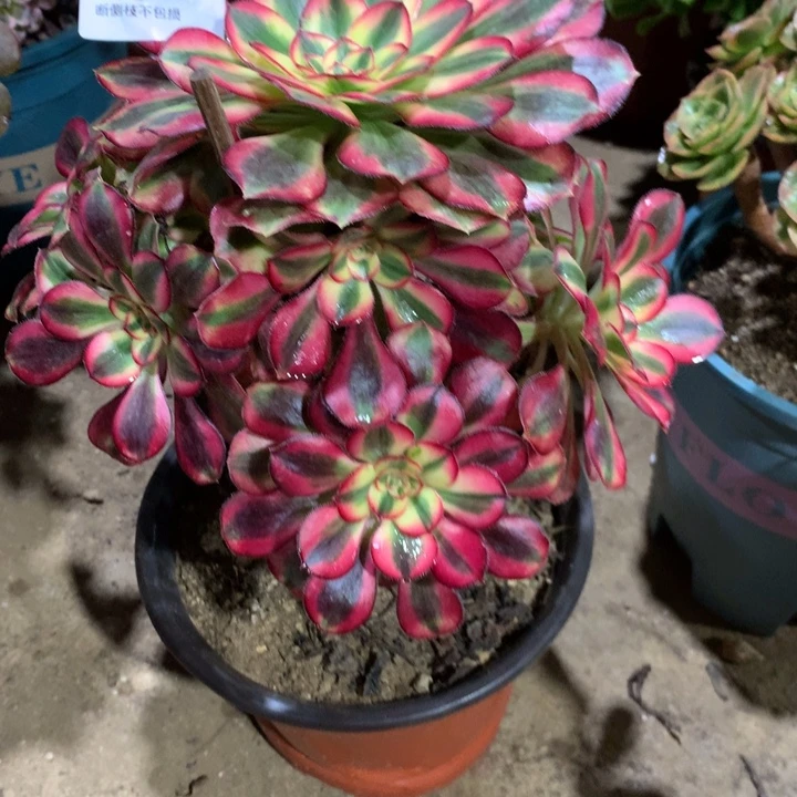 932香奈儿多肉植物特价