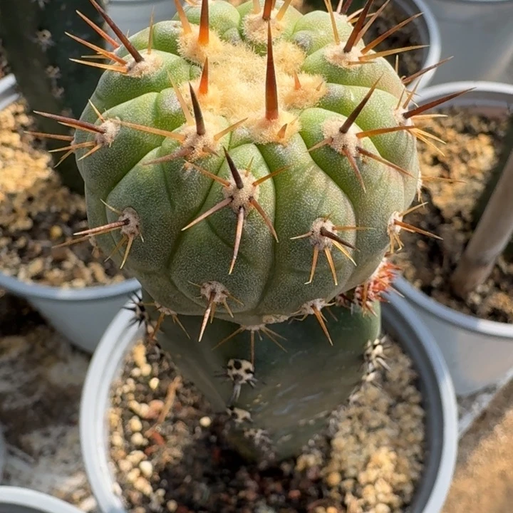 孤龙苗接仙人球仙人球