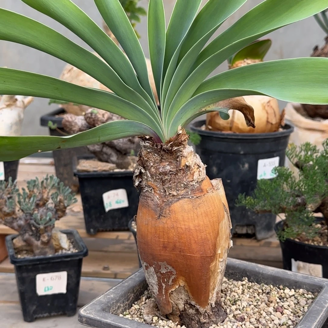 23巨凤之卵块根植物