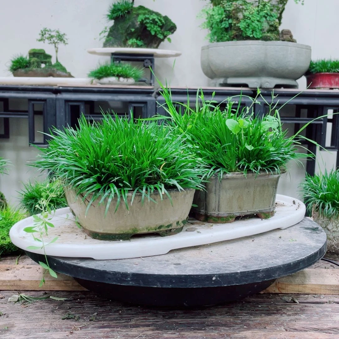 无铅玻璃渐*铁线蕨的一个分支叫做白