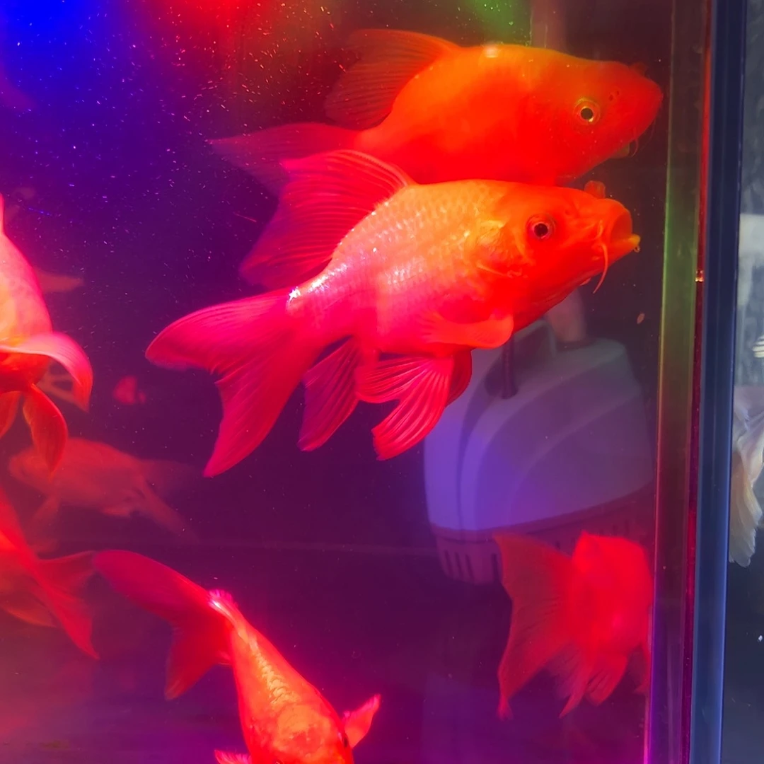 海水鱼符合哈哈哈哈哈哈哈哈