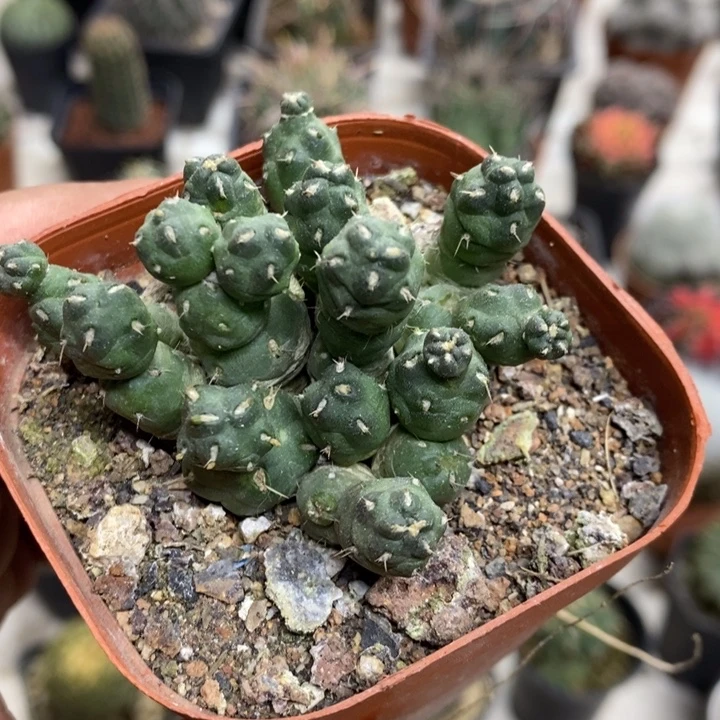 骑兵团扇特价福利