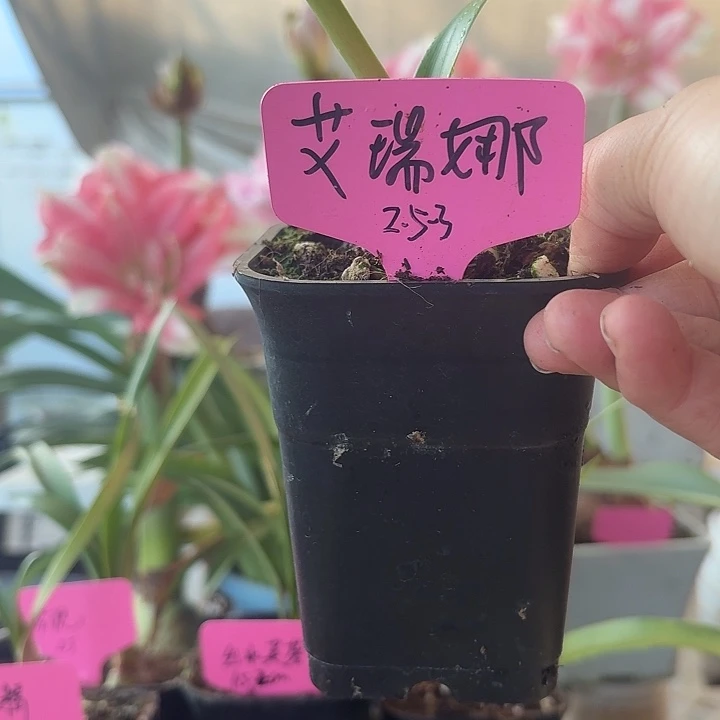 无花朵艾瑞娜直径2.5-3cm