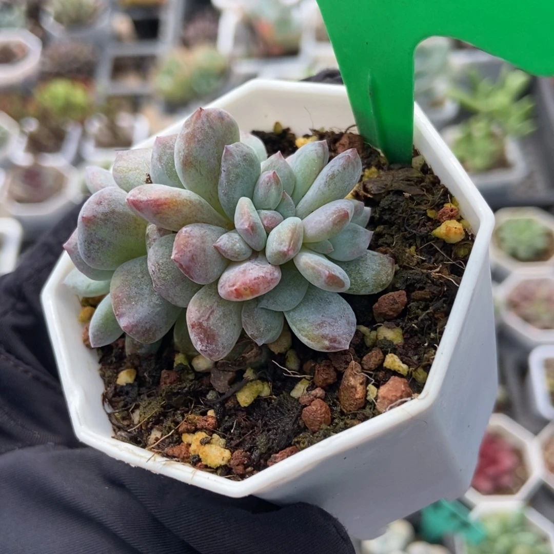 752石化星影多肉植物