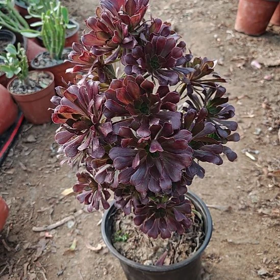 黑法师加急发货29