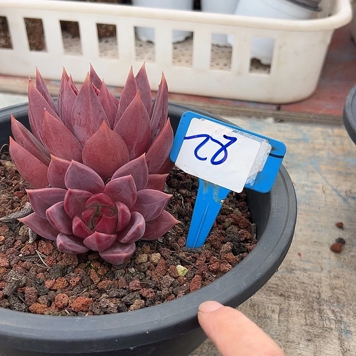 28红糖卡一个脱土