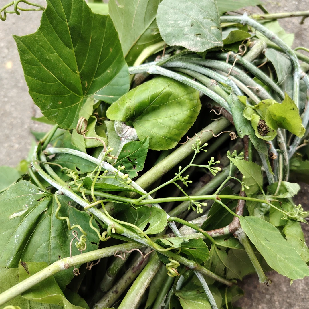 新鲜白粉藤 现采独脚乌桕 中草药夜牵牛青龙铁打山鸡蛋山葫芦藤叶