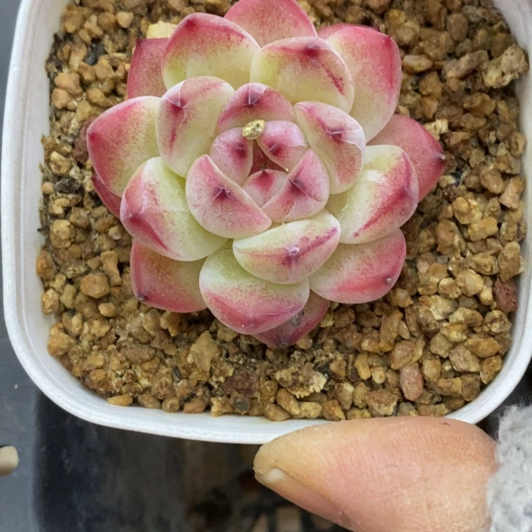 精品多肉一物一拍不包整192