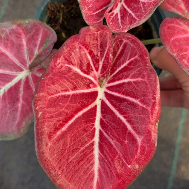 完全开放泰国彩叶芋3