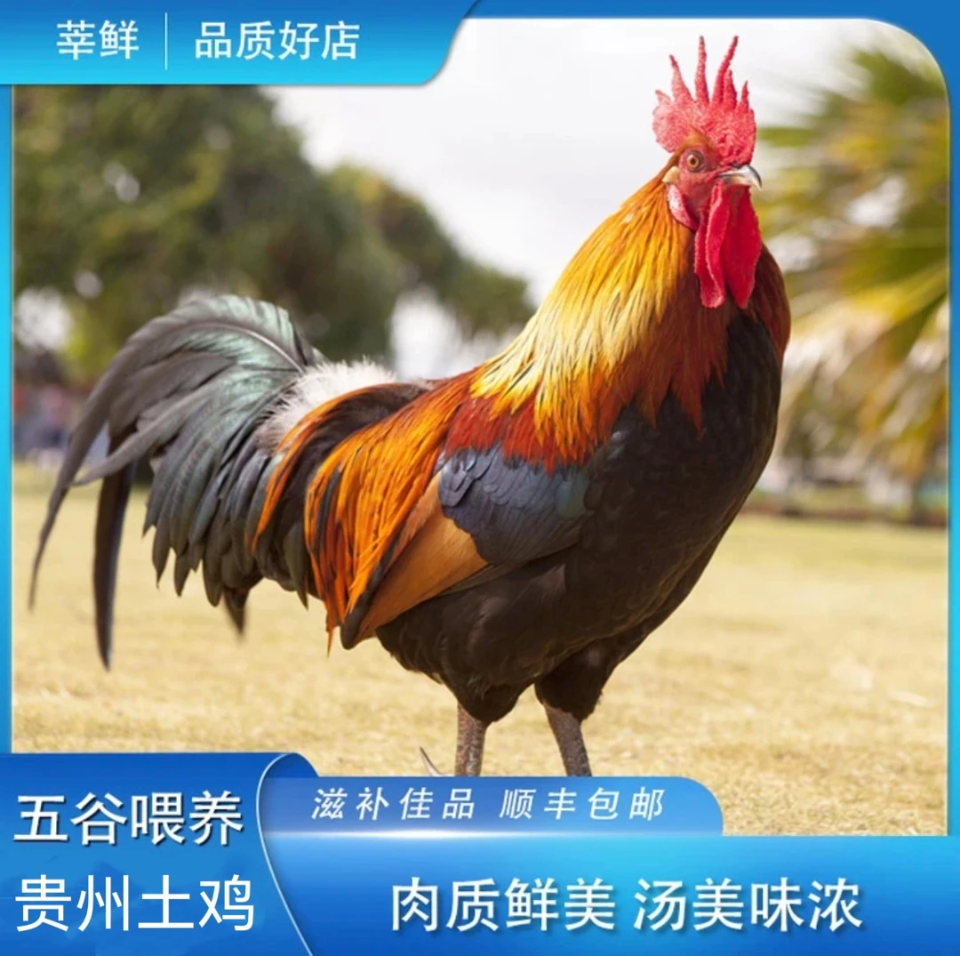 贵州散养1只土公鸡真空冷链发货