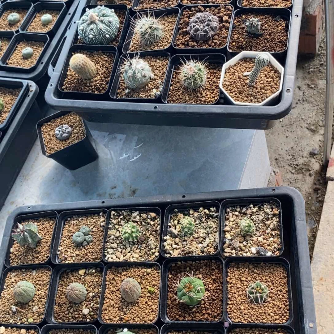 金***宴无刺仙人球开花