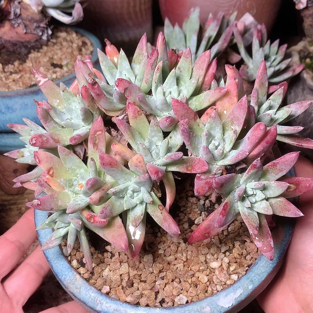 9386白雪仙女杯多肉