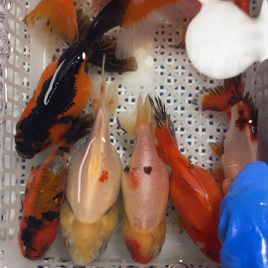 海水鱼花泰狮金鱼32