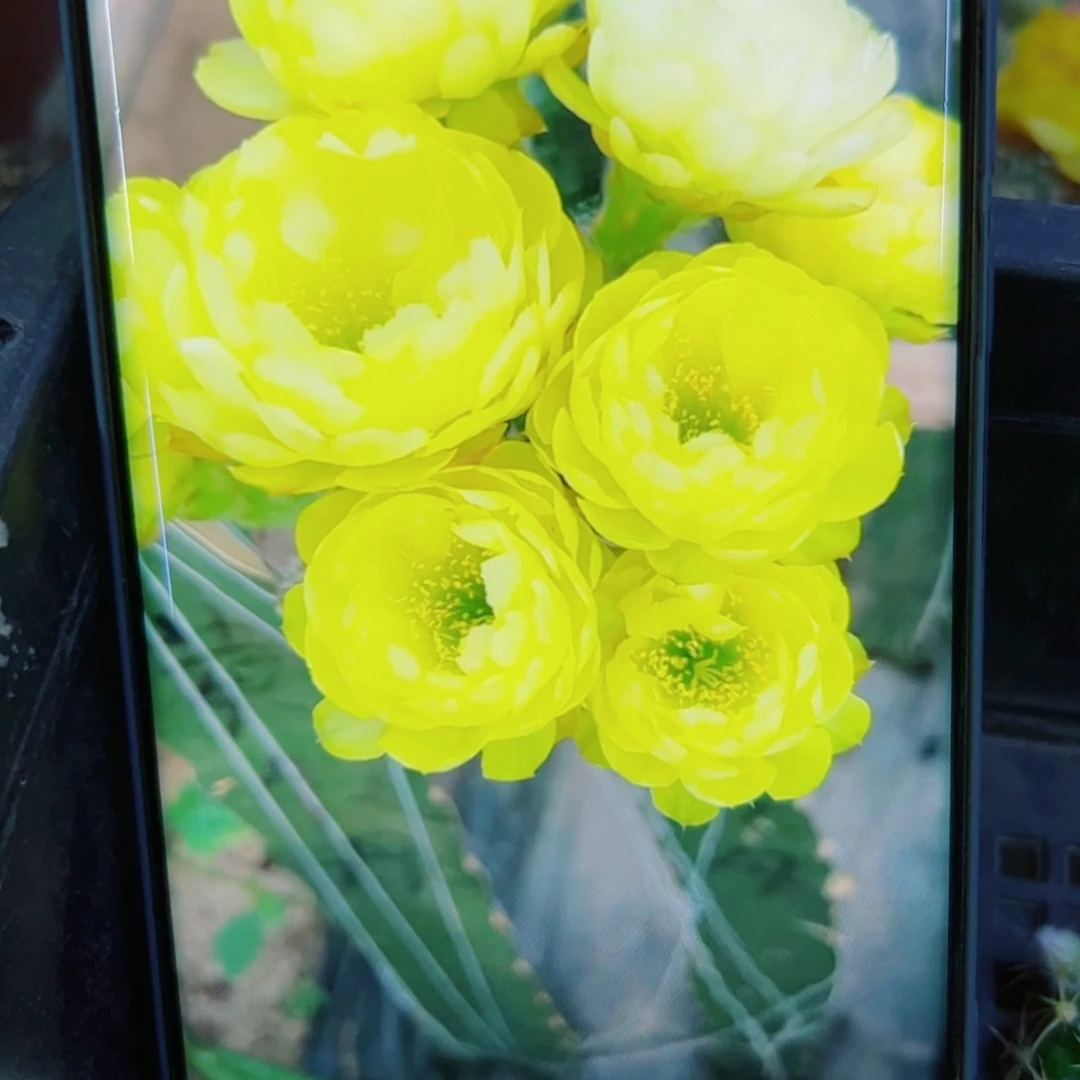 下6丽花黄水晶花苞歪无根侧芽2一3公分左右20包邮