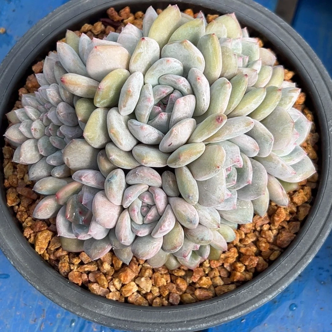 新年快乐 新年快乐