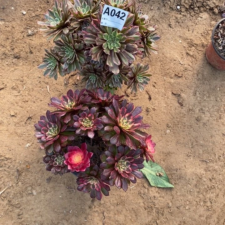 042粉带红金刚多肉植物