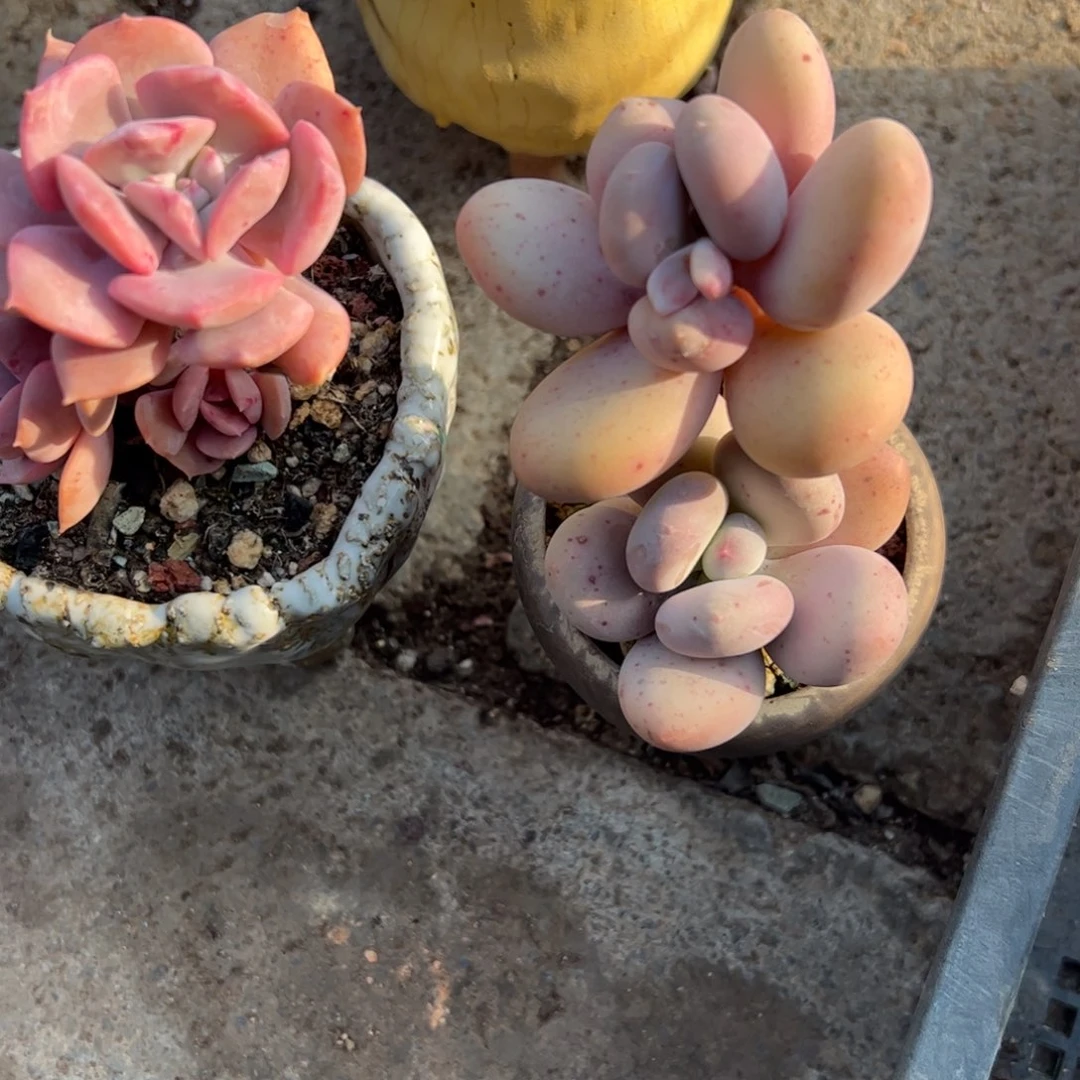 多肉植物多肉植物