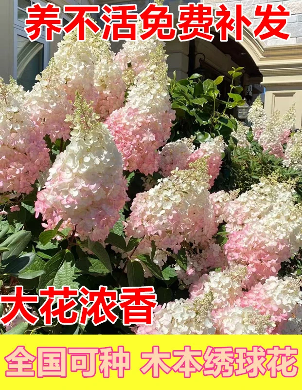 （二加仑丛生原土发货）香草北极熊圆锥绣球花盆栽庭院耐寒花卉植物
