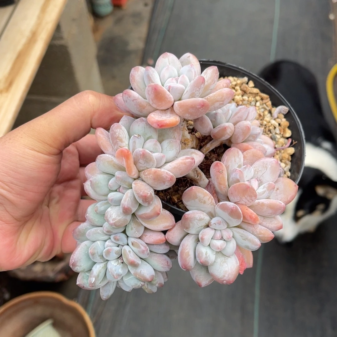 香水朵朵缀一物一拍不支持退换
