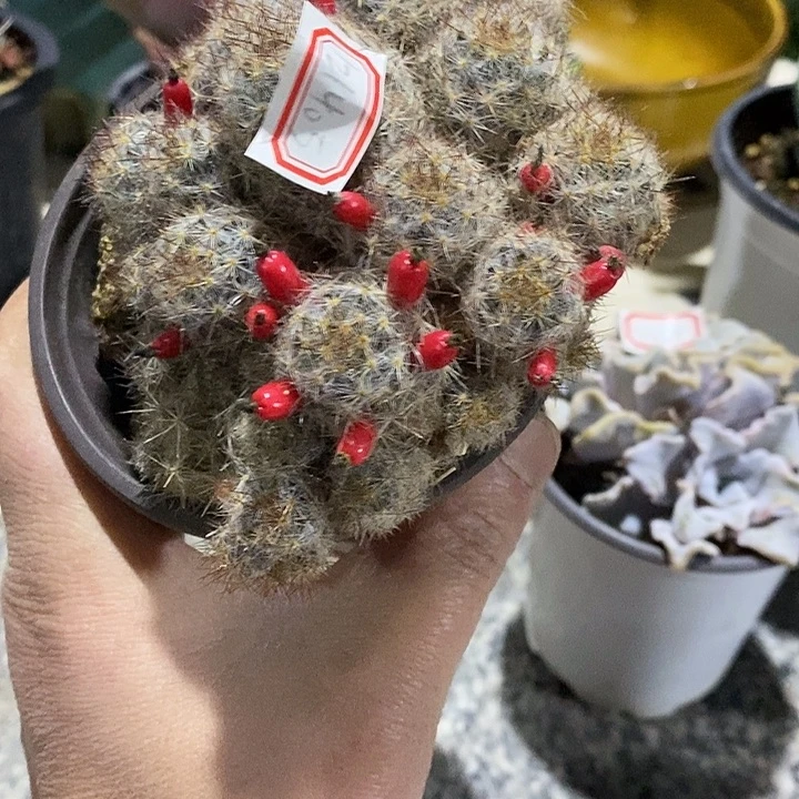 完美主义者勿拍松霞121405