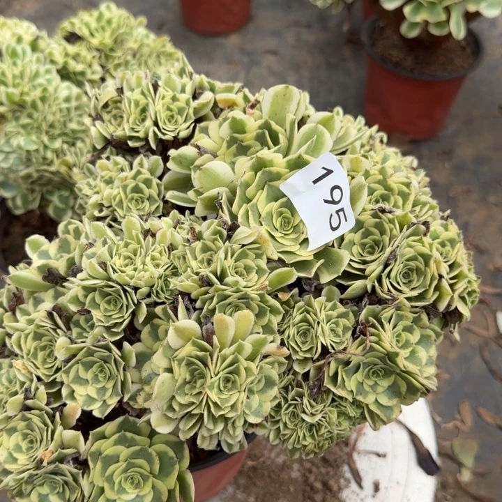绿豆沙法师缀化195