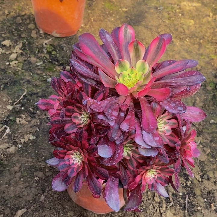 白月光手捧花111111